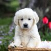 Image of Gretta, a Golden Retriever puppy