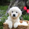 Image of Gretta, a Golden Retriever puppy