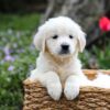 Image of Gretta, a Golden Retriever puppy
