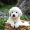 Image of Gretta, a Golden Retriever puppy