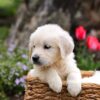 Image of Gretta, a Golden Retriever puppy