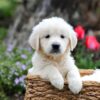 Image of Gretta, a Golden Retriever puppy