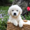 Image of Gretta, a Golden Retriever puppy
