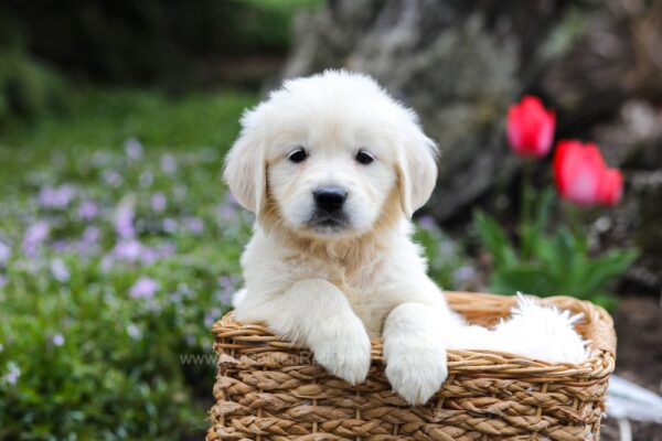 Image of Gretta, a Golden Retriever puppy