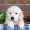 Image of Gunner, a Golden Retriever puppy