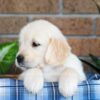 Image of Gunner, a Golden Retriever puppy