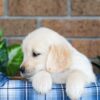 Image of Gunner, a Golden Retriever puppy