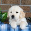 Image of Gunner, a Golden Retriever puppy