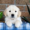 Image of Gunner, a Golden Retriever puppy