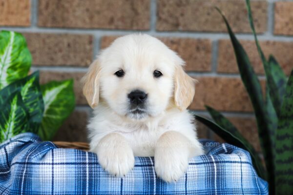 Image of Gunner, a Golden Retriever puppy