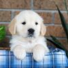 Image of Gunner, a Golden Retriever puppy