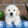 Image of Gunner, a Golden Retriever puppy
