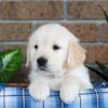 Image of Gunner, a Golden Retriever puppy