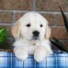 Image of Gunner, a Golden Retriever puppy
