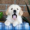 Image of Gunner, a Golden Retriever puppy