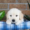 Image of Gunner, a Golden Retriever puppy