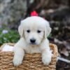 Image of Gunner, a Golden Retriever puppy