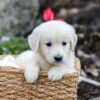 Image of Gunner, a Golden Retriever puppy