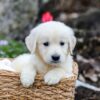 Image of Gunner, a Golden Retriever puppy