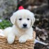 Image of Gunner, a Golden Retriever puppy