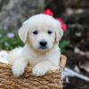 Image of Gunner, a Golden Retriever puppy