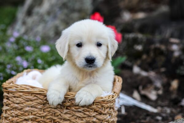 Image of Gunner, a Golden Retriever puppy