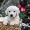 Image of Gunner, a Golden Retriever puppy