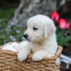 Image of Gunner, a Golden Retriever puppy