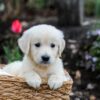 Image of Gunner, a Golden Retriever puppy