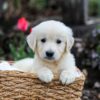 Image of Gunner, a Golden Retriever puppy