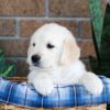 Image of Gus, a Golden Retriever puppy