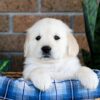 Image of Gus, a Golden Retriever puppy