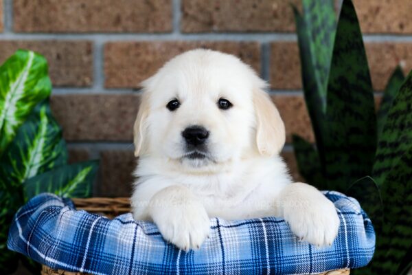 Image of Gus, a Golden Retriever puppy