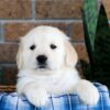 Image of Gus, a Golden Retriever puppy