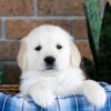 Image of Gus, a Golden Retriever puppy
