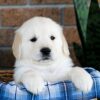 Image of Gus, a Golden Retriever puppy