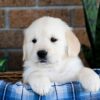 Image of Gus, a Golden Retriever puppy