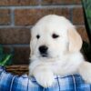 Image of Gus, a Golden Retriever puppy