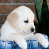 Image of Gus, a Golden Retriever puppy