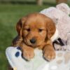 Image of Haden, a Golden Retriever puppy