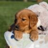 Image of Haden, a Golden Retriever puppy