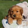 Image of Haden, a Golden Retriever puppy