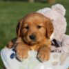 Image of Haden, a Golden Retriever puppy