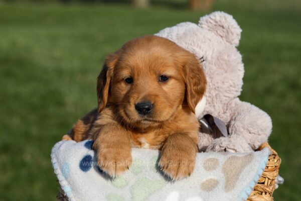 Image of Haden, a Golden Retriever puppy