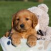 Image of Haden, a Golden Retriever puppy