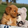 Image of Haden, a Golden Retriever puppy