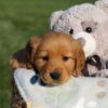 Image of Haden, a Golden Retriever puppy