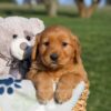 Image of Hank, a Golden Retriever puppy