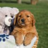 Image of Hank, a Golden Retriever puppy
