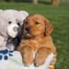 Image of Hank, a Golden Retriever puppy
